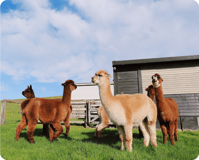 Image of friendly alpacas at a Harvest Hosts location