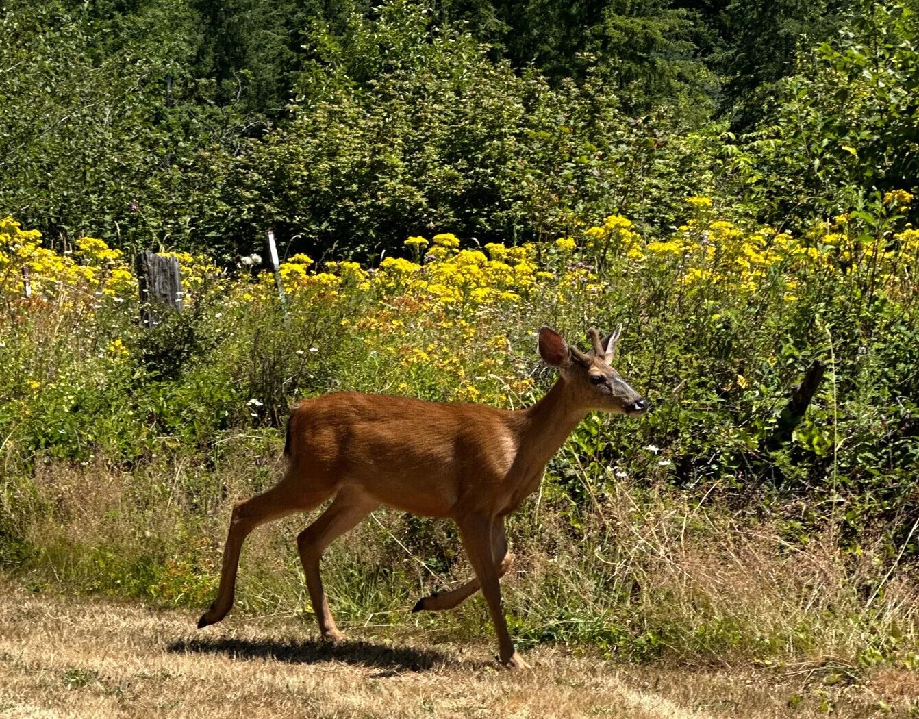 Exciting wildlife viewing experience during an RV camping trip!