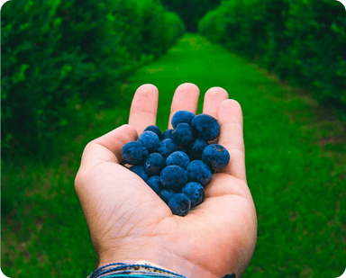 Joyful U-Pick Experiences