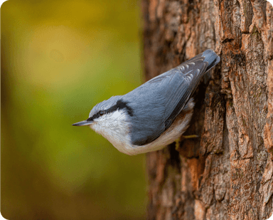 Birdwatching