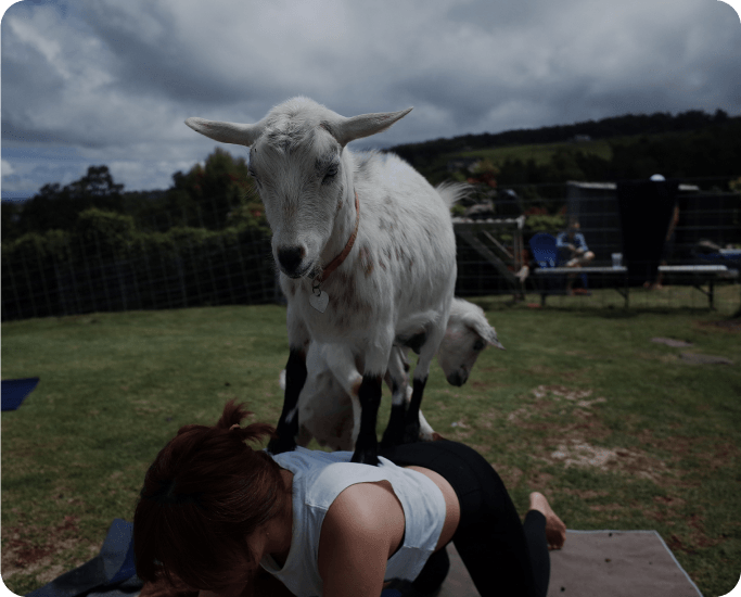 Image of a goat yoga session at a Harvest Hosts location