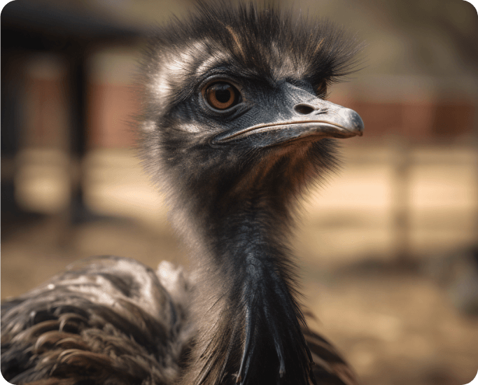 Image of playful emus at a Harvest Hosts location