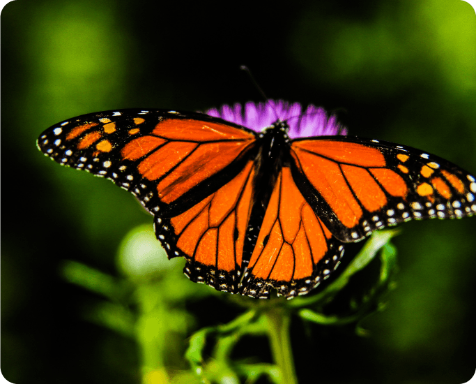 Image of vibrant butterflies in a beautiful garden at a Harvest Hosts location