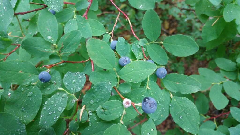 wp-content-uploads-2021-05-Blueberries-Bill-Zhang-1024x576.jpg