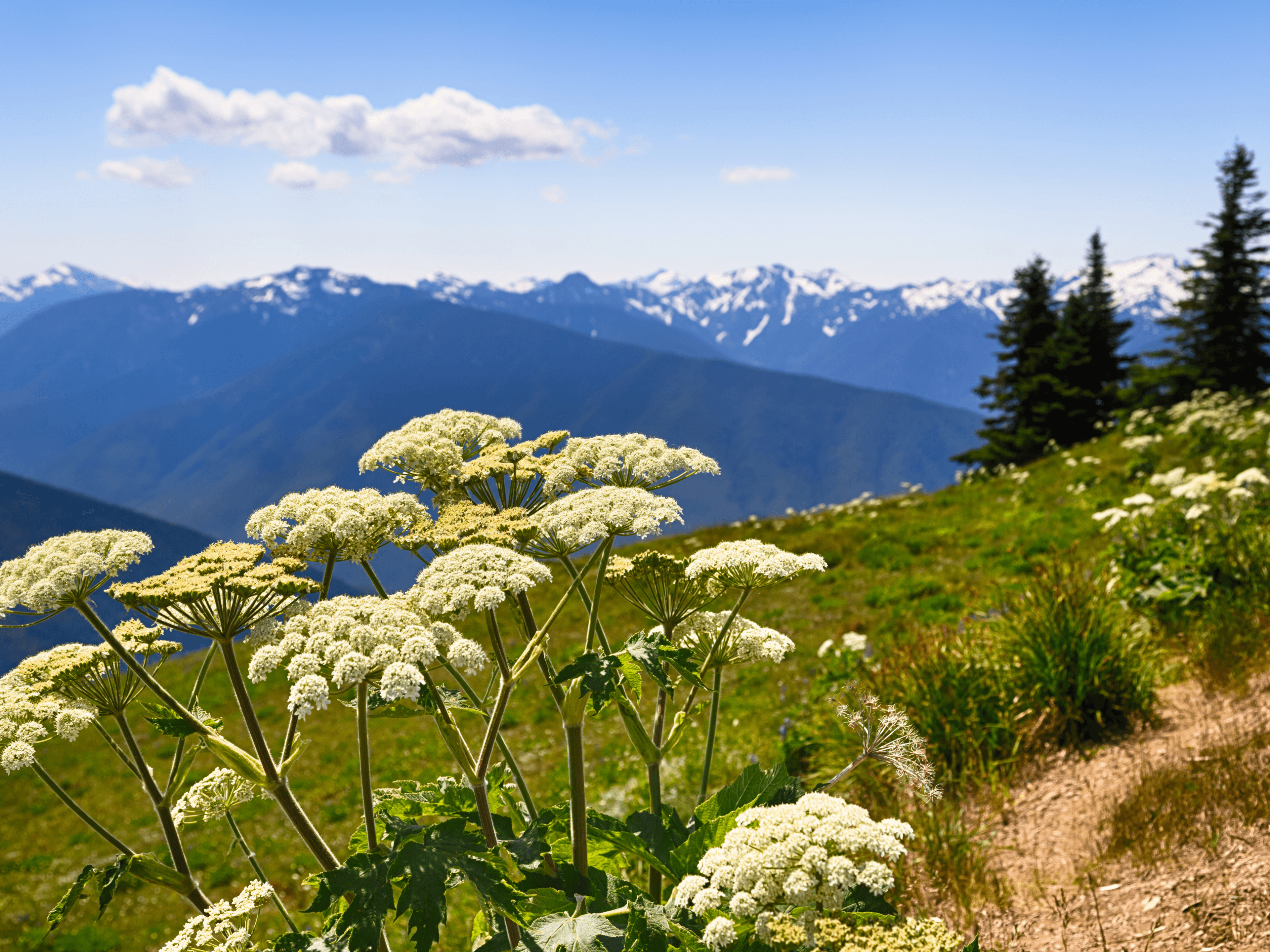 Discover the Best Hiking Trails for RV Campers in Olympic National Park