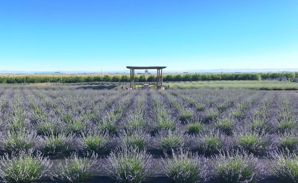 wp-content-uploads-2020-08-trinity-gardens-lavender-farm.jpg
