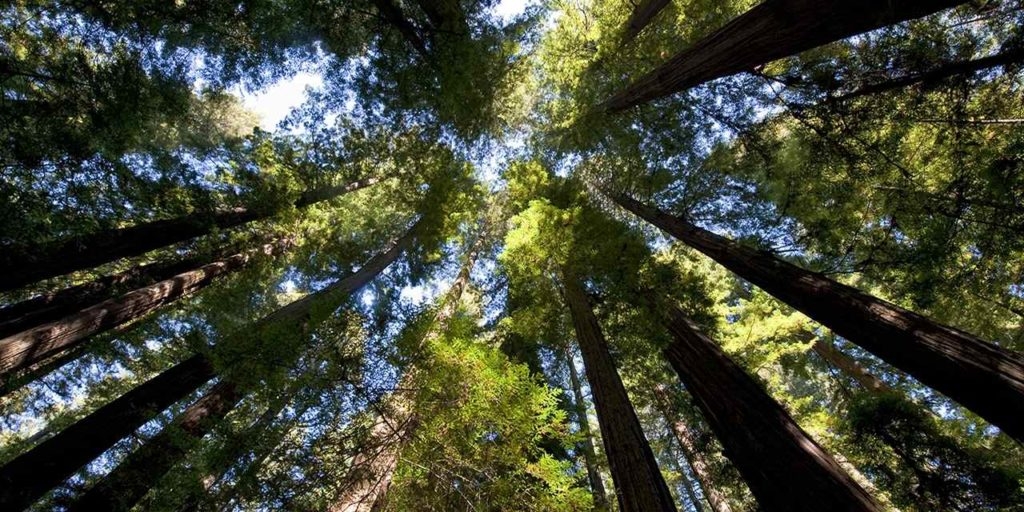 vertical view of redwood trees