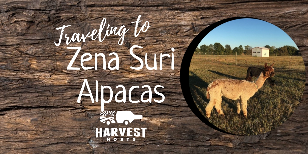 Traveling to Zena Suri Alpacas