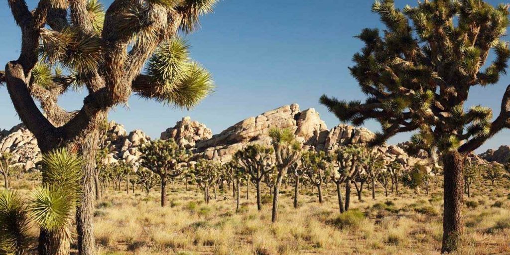 Joshua Tree National Park is one of the prettiest desert parks in the country.