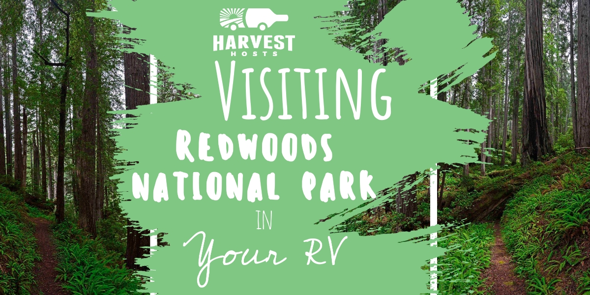 Visiting Redwoods National Park in your RV