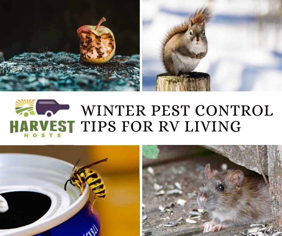 Winter Pest Control Tips for RV Living