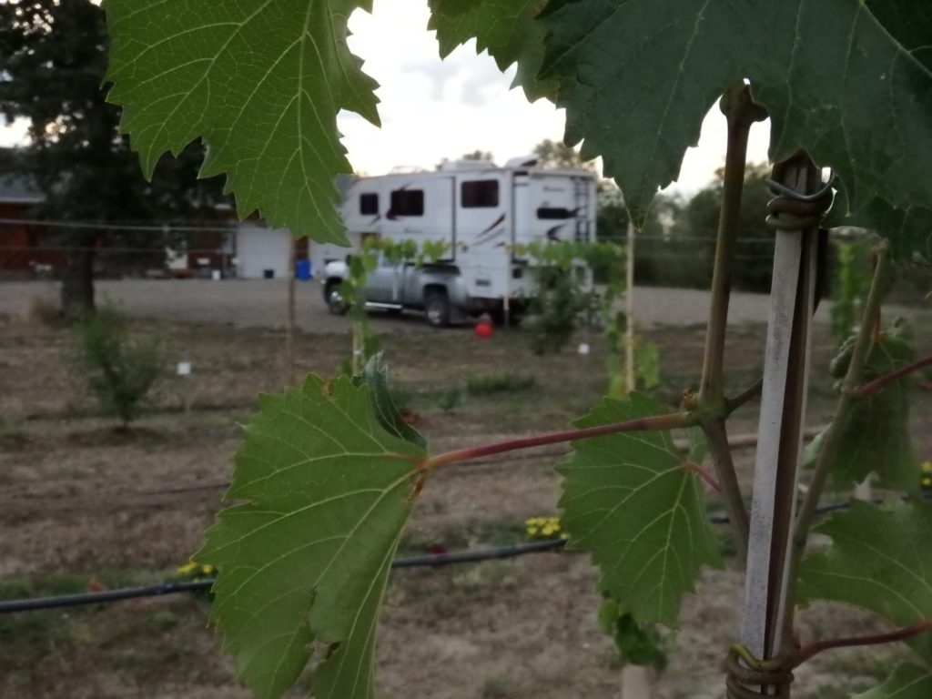 A truck camper is viewed through the leaves of a vine at Tongue River Winery.
