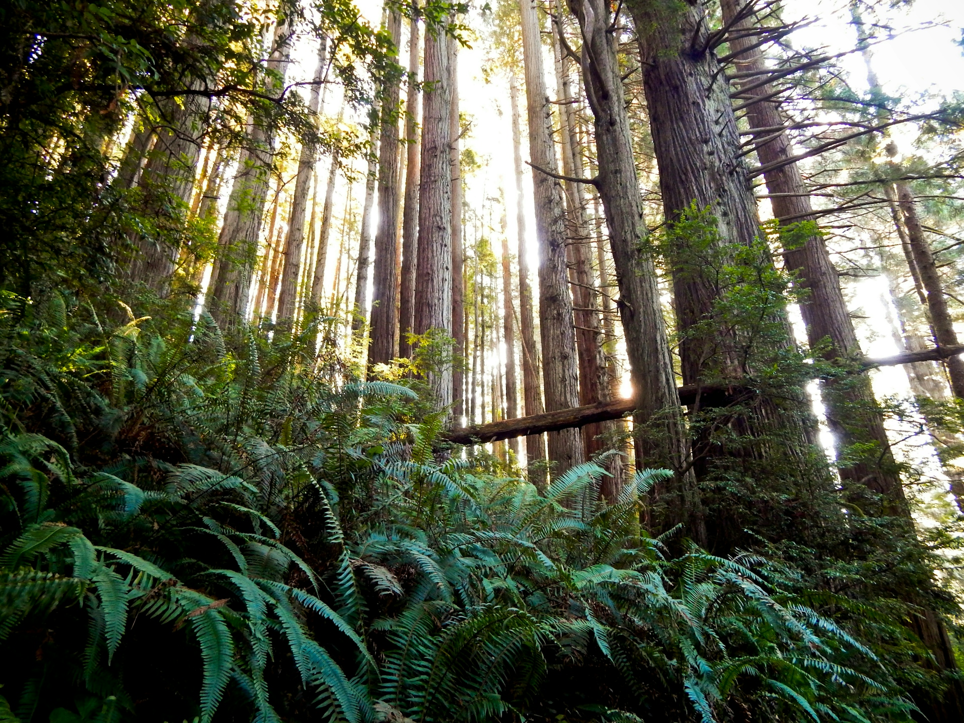 Redwoods Hiking.jpg