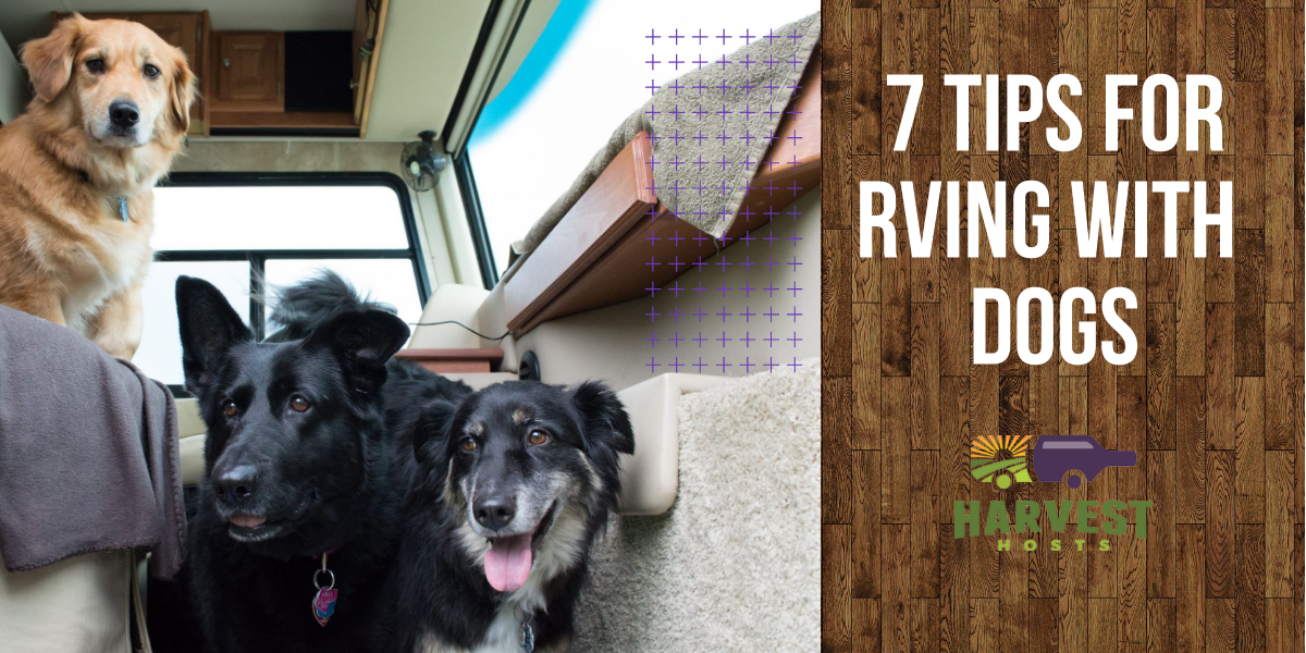 7 Tips for a Successful RV Trip with your Dog
