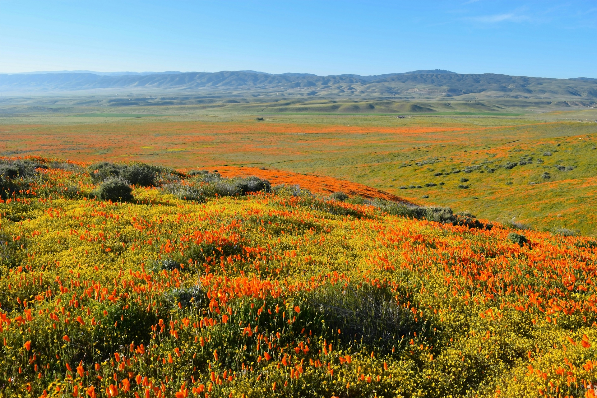 Antelope Valley Poppy Reserve.jpg