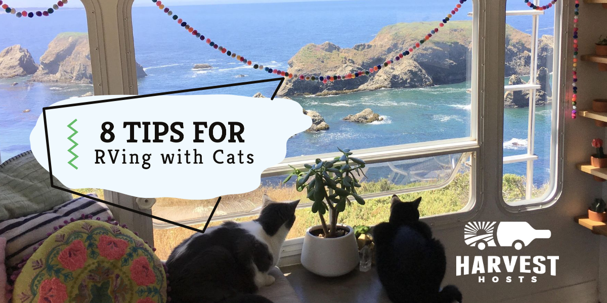 8 Tips for RVing with Cats