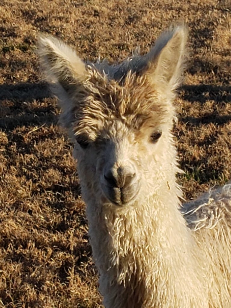 Alpacas are soft and friendly creatures who enjoy human company.