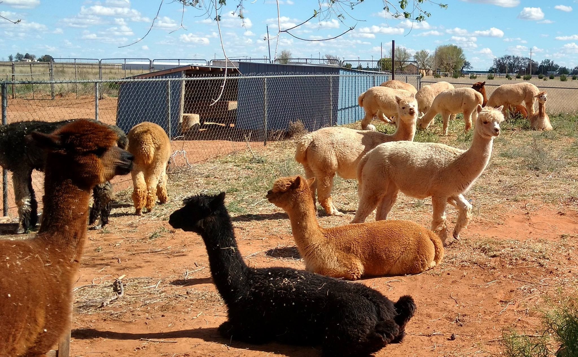 hh_windrush-alpacas_mid_1_neel-mehta_18-09-23_IPYrfAkt5jO4BvMC_4dede413c52e79d4240127a5b4c6a7f3.jpg