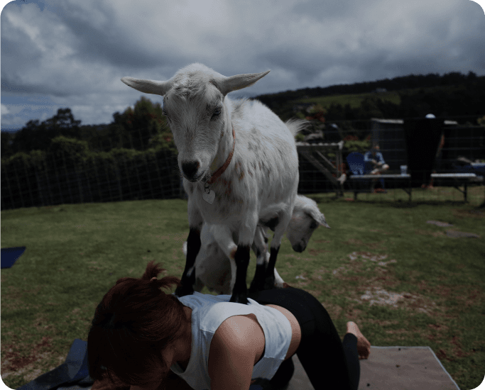 Over 11+ Hosts where you can stay overnight and enjoy goat yoga