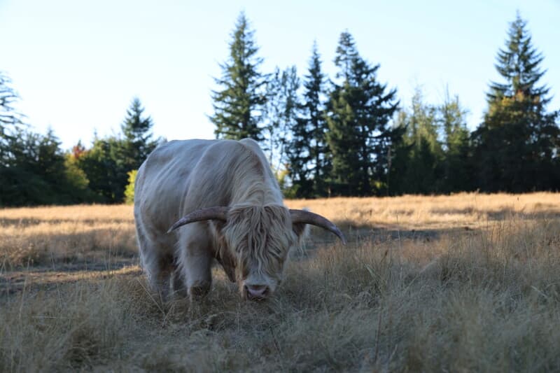 Farm stay at Pacific Northwest Family Farm Retreat