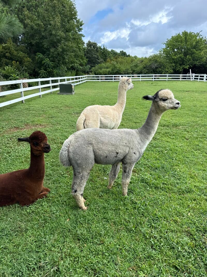 Farm stay at Coastal Family Farm Retreat