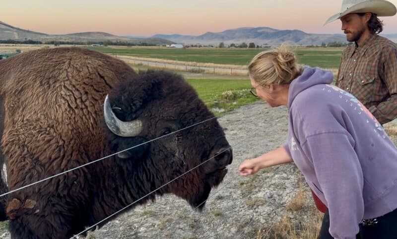 Farm stay at Regenerative Bison Ranch Experience