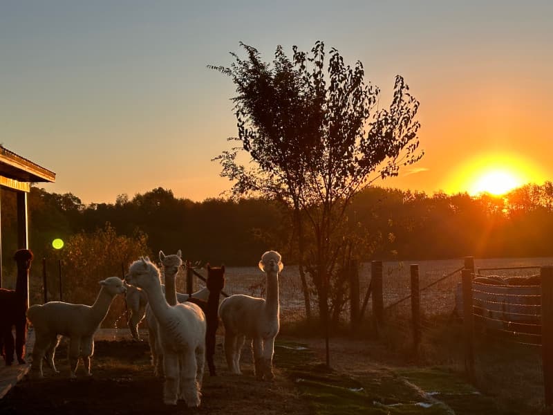 Charming Midwest Alpaca Farm