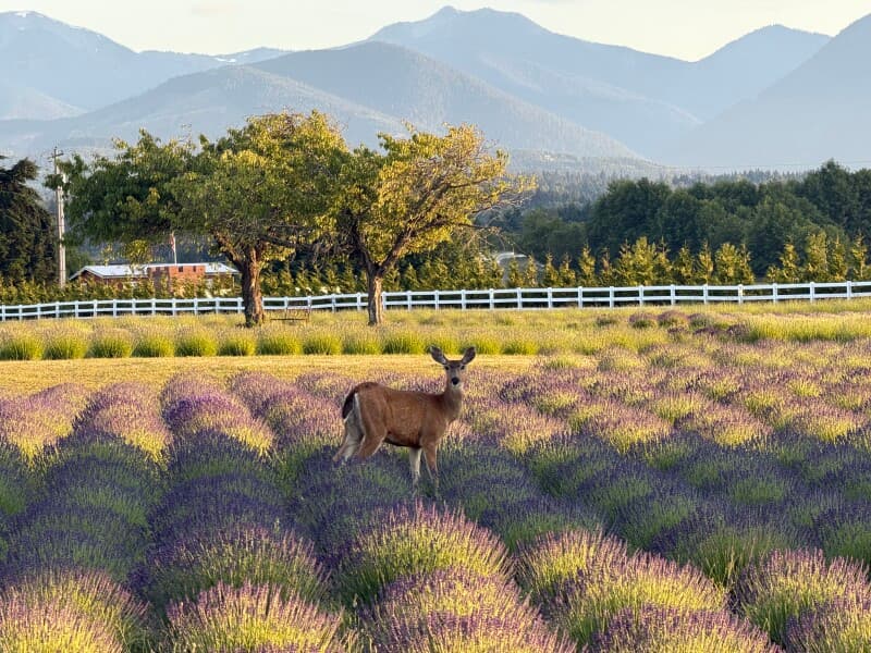 Scenic Cidery & Lavender Farm Retreat