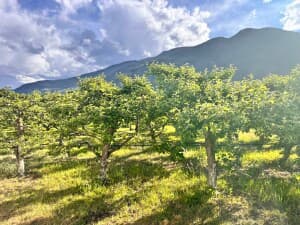 Organic Farm & Cidery Retreat