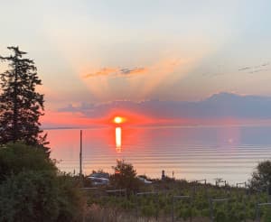 Oceanfront Vineyard & Sheep Farm Retreat