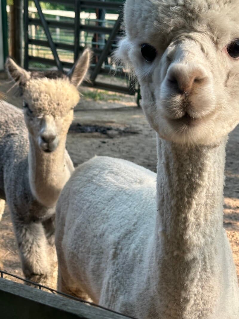 Farm stay at Rolling Hills Alpaca Farm Retreat