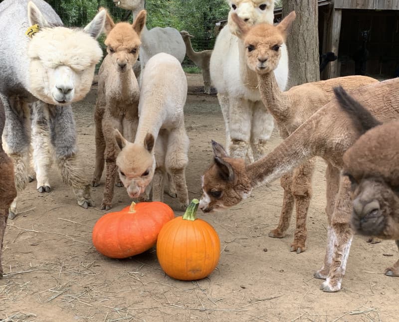 Scenic Gorge Alpaca Farm Retreat