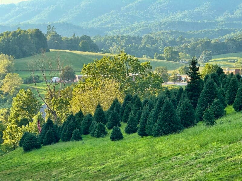 Scenic Choose-and-Cut Christmas Tree Farm