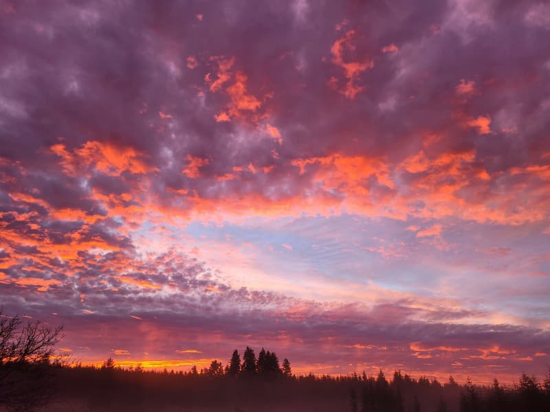 Regenerative Tree Farm Retreat