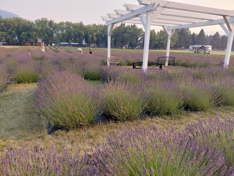 Farm stay at Serene Lavender Farm Retreat