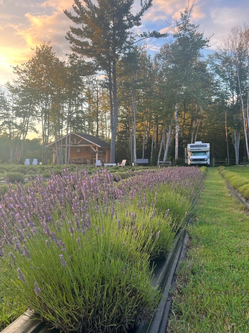 Farm stay at Acadian Peninsula Lavender Farm