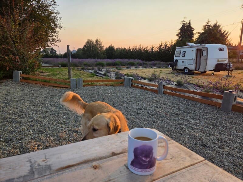 Farm stay at Organic Lavender Farm with Mini Golf