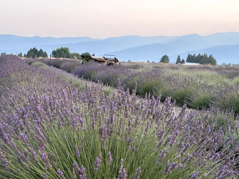 Farm stay at Organic Lavender Farm Retreat