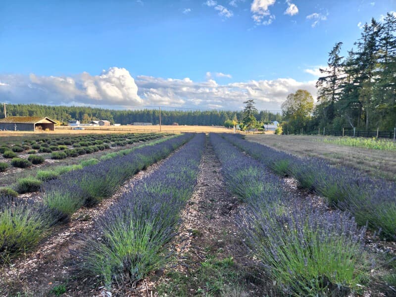 Lavender-Studded Pacific Northwest Winery