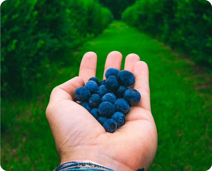 Image of delicious fruits in a U-Pick farm at a Harvest Hosts location